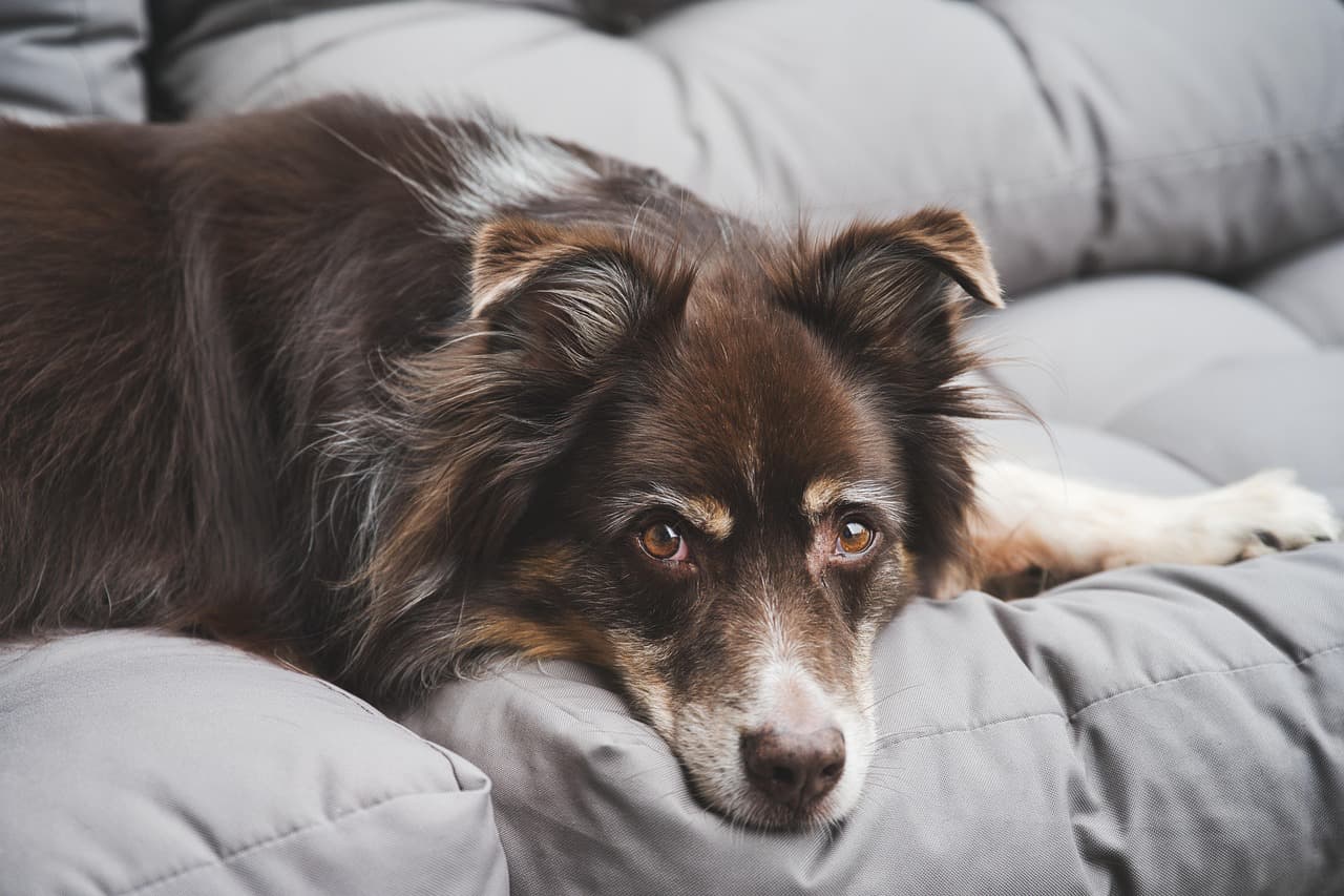 pet sitting business